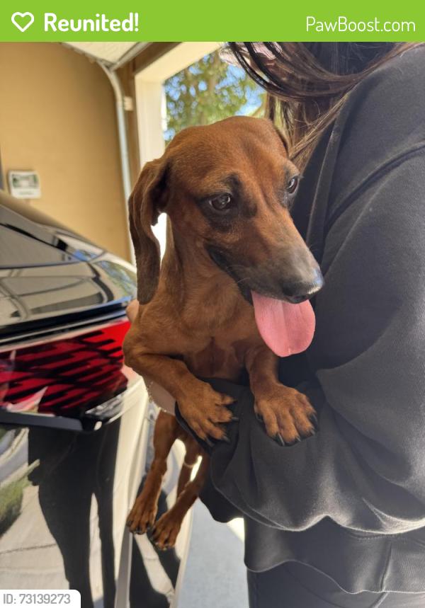 Reunited Male Dog last seen Mount Tamalpais Dr & Mammoth Way, Roseville, CA 95747