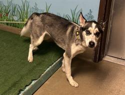 Shelter Stray Female Dog last seen , 38550 Sierra Hwy, Palmdale, CA 93550, USA