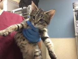 Shelter Stray Female Cat last seen Near BLOCK UNIVERSITY AVE #113, RIVERSIDE, CA 92507, 6851 Van Buren Boulevard, Jurupa Valley, CA 92509, USA