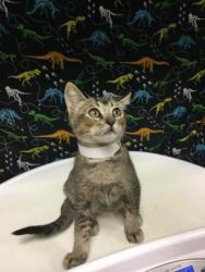 Shelter Stray Female Cat last seen Near BLOCK UNIVERSITY AVE #113, RIVERSIDE, CA 92507, 6851 Van Buren Boulevard, Jurupa Valley, CA 92509, USA