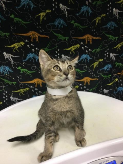 Shelter Stray Female Cat last seen Near BLOCK UNIVERSITY AVE #113, RIVERSIDE, CA 92507, 6851 Van Buren Boulevard, Jurupa Valley, CA 92509, USA