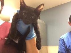 Shelter Stray Female Cat last seen Near BLOCK UNIVERSITY AVE #113, RIVERSIDE, CA 92507, 6851 Van Buren Boulevard, Jurupa Valley, CA 92509, USA
