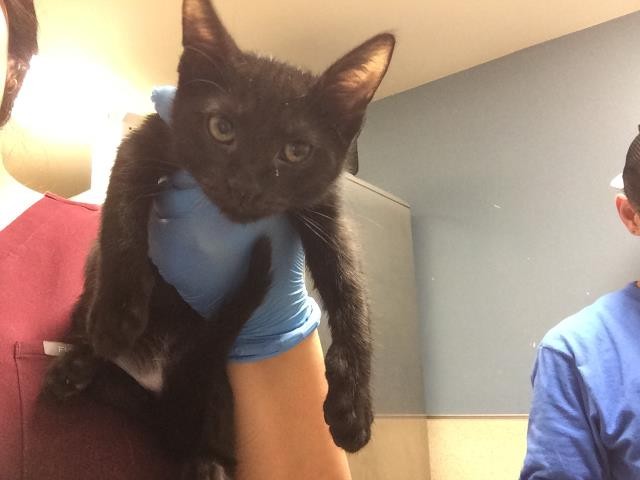 Shelter Stray Female Cat last seen Near BLOCK UNIVERSITY AVE #113, RIVERSIDE, CA 92507, 6851 Van Buren Boulevard, Jurupa Valley, CA 92509, USA