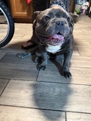 Found/Stray Male Dog last seen 169th street and Hohman Ave, Hammond, IN 46324