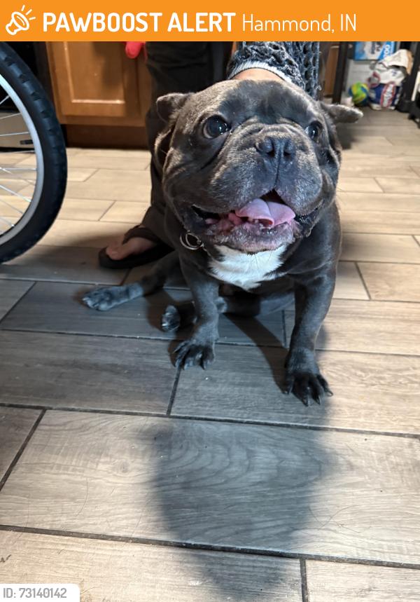 Found/Stray Male Dog last seen 169th street and Hohman Ave, Hammond, IN 46324