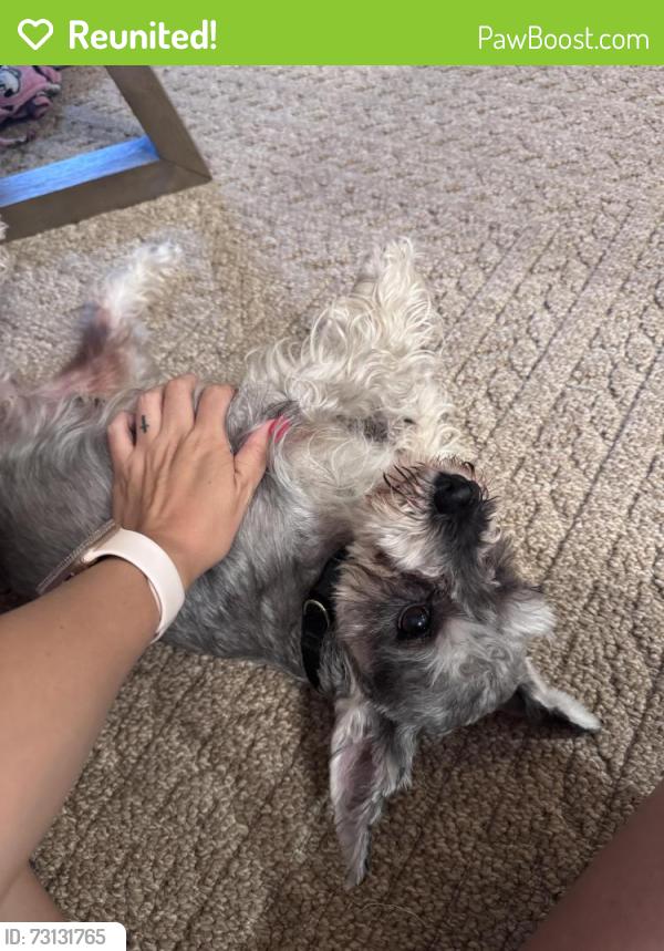 Reunited Male Dog last seen Sheanfield, San Antonio, TX 78250