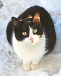 Lost Female Cat last seen Orbit and Waycross, Harrison Township, MI 48045