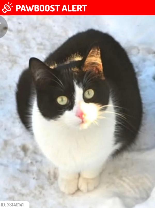 Lost Female Cat last seen Orbit and Waycross, Harrison Township, MI 48045