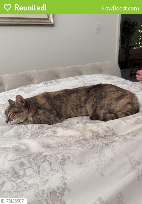 Reunited Female Cat last seen Big Tree/Badgerglen, North Las Vegas, NV 89031