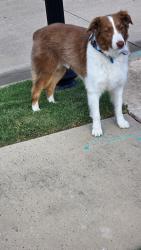 Reunited Male Dog last seen Precinct & Lavaca Trl, Colleyville, TX 76034