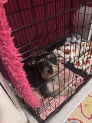 Reunited Male Dog last seen covington pike and yates, Memphis, TN 38134