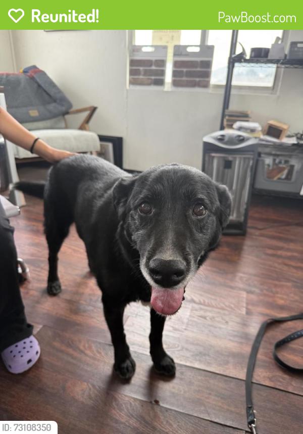 Reunited Male Dog last seen Centennial Park, West Valley City, UT 84120