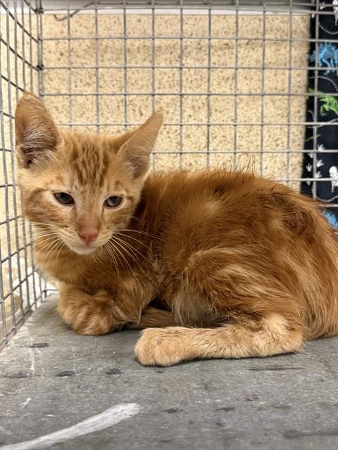 Shelter Stray Male Cat last seen Near BLOCK HAMNER AVE, EASTVALE, CA, 6851 Van Buren Boulevard, Jurupa Valley, CA 92509, USA