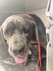 Shelter Stray Female Dog last seen Near BLOCK WINTER PARK AVE, JURUPA VALLEY, CA, 6851 Van Buren Boulevard, Jurupa Valley, CA 92509, USA