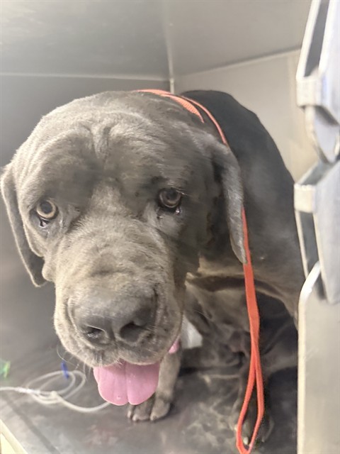 Shelter Stray Female Dog last seen Near BLOCK WINTER PARK AVE, JURUPA VALLEY, CA, 6851 Van Buren Boulevard, Jurupa Valley, CA 92509, USA