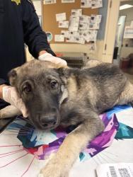 Shelter Stray Male Dog last seen Near BLOCK MARSHALL ST, PERRIS, CA, 6851 Van Buren Boulevard, Jurupa Valley, CA 92509, USA