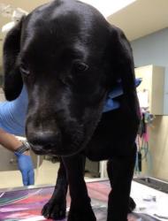 Shelter Stray Female Dog last seen Near BLOCK EVANS ST, RIVERSIDE, CA, 6851 Van Buren Boulevard, Jurupa Valley, CA 92509, USA