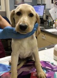 Shelter Stray Female Dog last seen Near BLOCK EVANS ST, RIVERSIDE, CA, 6851 Van Buren Boulevard, Jurupa Valley, CA 92509, USA