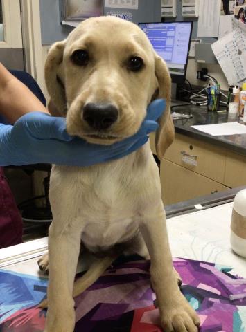 Shelter Stray Female Dog last seen Near BLOCK EVANS ST, RIVERSIDE, CA, 6851 Van Buren Boulevard, Jurupa Valley, CA 92509, USA