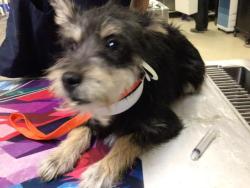 Shelter Stray Female Dog last seen Near BLOCK GALENA ST, JURUPA VALLEY, CA, 6851 Van Buren Boulevard, Jurupa Valley, CA 92509, USA