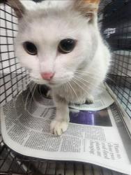 Shelter Stray Female Cat last seen , 11361 W Pico Blvd, Los Angeles, CA 90064, USA