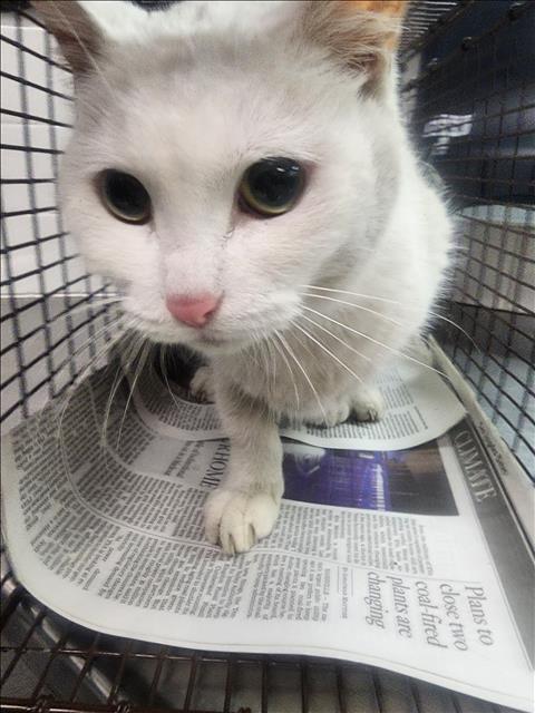 Shelter Stray Female Cat last seen , 11361 W Pico Blvd, Los Angeles, CA 90064, USA