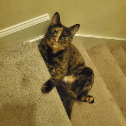 Lost Female Cat last seen Near Killian Crossing, Denver, NC 28037
