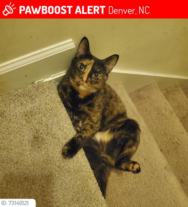 Lost Female Cat last seen Near Killian Crossing, Denver, NC 28037