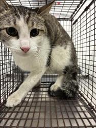Shelter Stray Male Cat last seen , 11361 W Pico Blvd, Los Angeles, CA 90064, USA