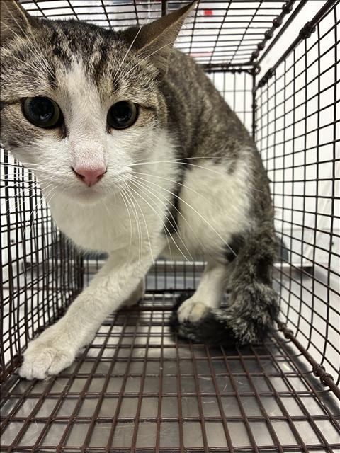 Shelter Stray Male Cat last seen , 11361 W Pico Blvd, Los Angeles, CA 90064, USA