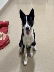 Shelter Stray Male Dog last seen JACKSON, 16 Barnes Ct, Hayward, CA 94544, USA