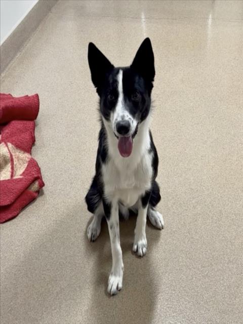 Shelter Stray Male Dog last seen JACKSON, 16 Barnes Ct, Hayward, CA 94544, USA