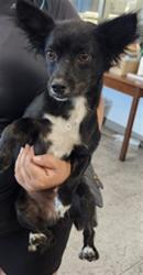 Shelter Stray Female Dog last seen , 11361 W Pico Blvd, Los Angeles, CA 90064, USA