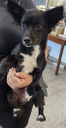Shelter Stray Female Dog last seen , 11361 W Pico Blvd, Los Angeles, CA 90064, USA