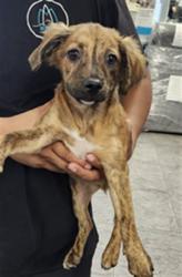 Shelter Stray Male Dog last seen , 11361 W Pico Blvd, Los Angeles, CA 90064, USA