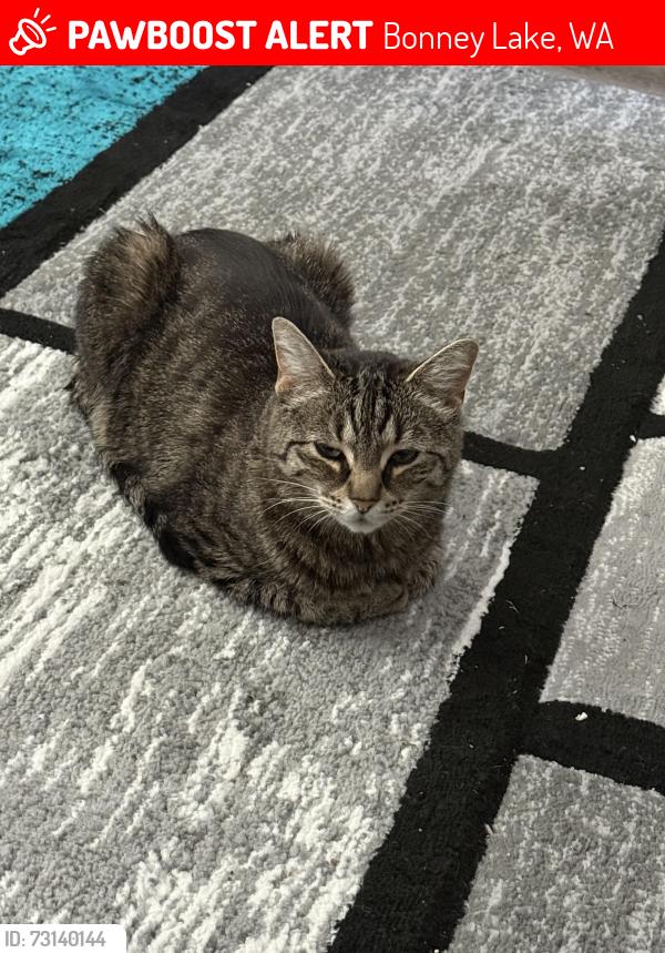Lost Female Cat last seen Panorama Blvd., Bonney Lake, WA 98391
