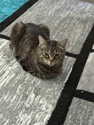 Lost Female Cat last seen Panorama Blvd., Bonney Lake, WA 98391