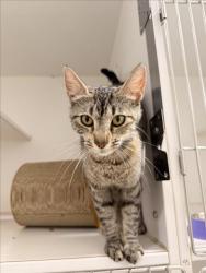 Shelter Stray Female Cat last seen FRONT OF SHELTER, 16 Barnes Ct, Hayward, CA 94544, USA