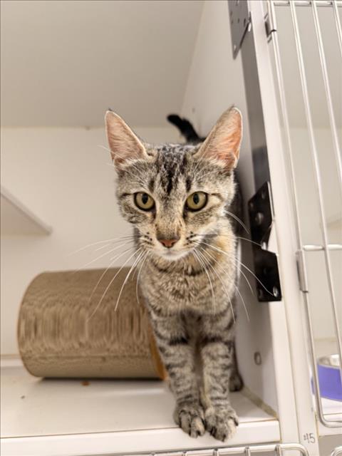 Shelter Stray Female Cat last seen FRONT OF SHELTER, 16 Barnes Ct, Hayward, CA 94544, USA