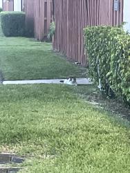 Found/Stray Unknown Cat last seen Summit and Haverhill, West Palm Beach, FL 33415