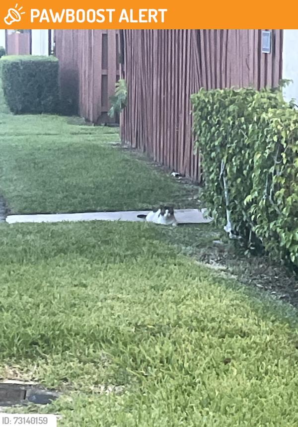 Found/Stray Unknown Cat last seen Summit and Haverhill, West Palm Beach, FL 33415