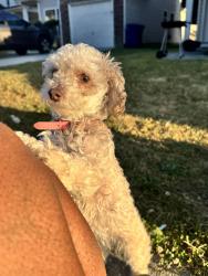 Lost Female Dog last seen Grey Fox Way, Crossrail Drive, South Fulton, GA 30296