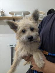 Shelter Stray Female Dog last seen WINTON AVE/SHORELINE, 16 Barnes Ct, Hayward, CA 94544, USA