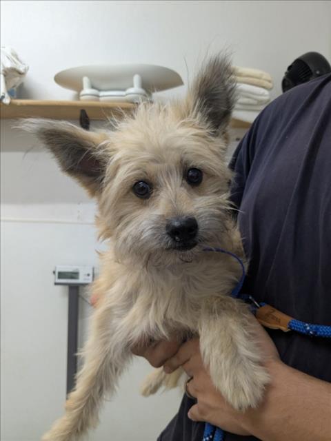 Shelter Stray Female Dog last seen WINTON AVE/SHORELINE, 16 Barnes Ct, Hayward, CA 94544, USA