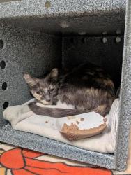 Shelter Stray Female Cat last seen ELK GROVE FLORIN RD / CALVINE RD, 9150 Union Park Way, Elk Grove, CA 95624, USA