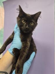Shelter Stray Male Cat last seen E STOCKTON BLVD / ELK GROVE FLORIN RD, 9150 Union Park Way, Elk Grove, CA 95624, USA