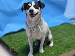 Shelter Stray Male Dog last seen , 216 W Victoria St, Gardena, CA 90248, USA