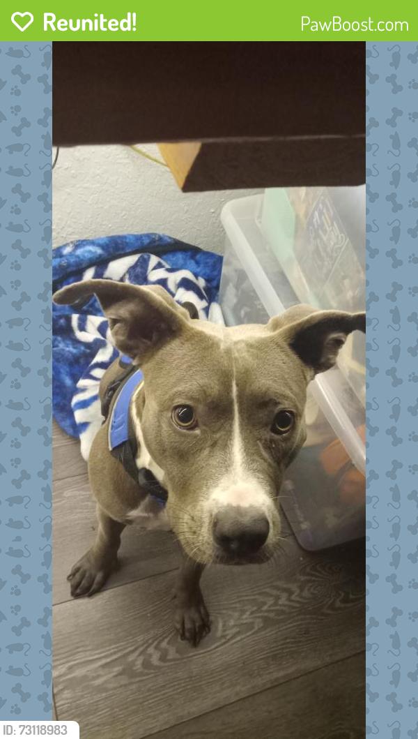 Reunited Female Dog last seen Near 110th and 200, Liberty Triangle, FL 34476