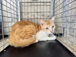 Shelter Stray Male Cat last seen Near BLOCK NW 59 WY, SUNRISE FL 33313, 2400 SW 42nd St, Fort Lauderdale, FL 33312, USA