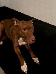 Reunited Female Dog last seen Divison and Central, Chicago, IL 60651